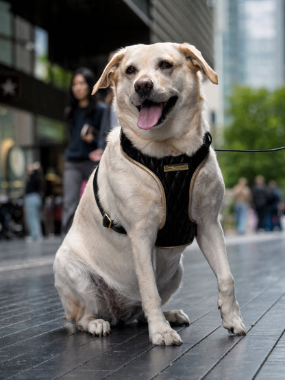 Black Diamond | Blackjack Vegan Leather - Build Your Own Dog Harness Bundle